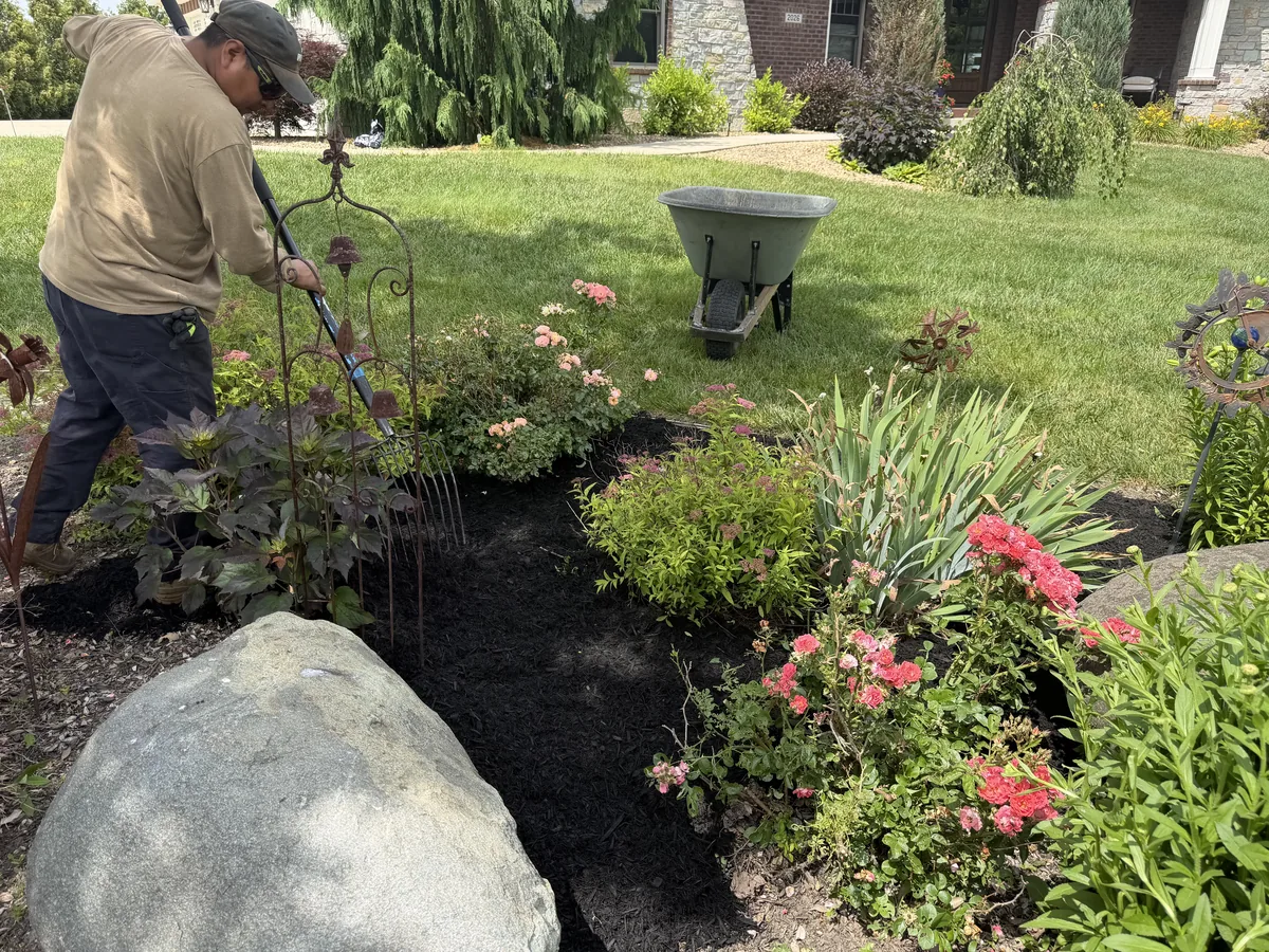 Cristobal Tree Services crew spreading fresh dark mulch in a landscaped flower bed