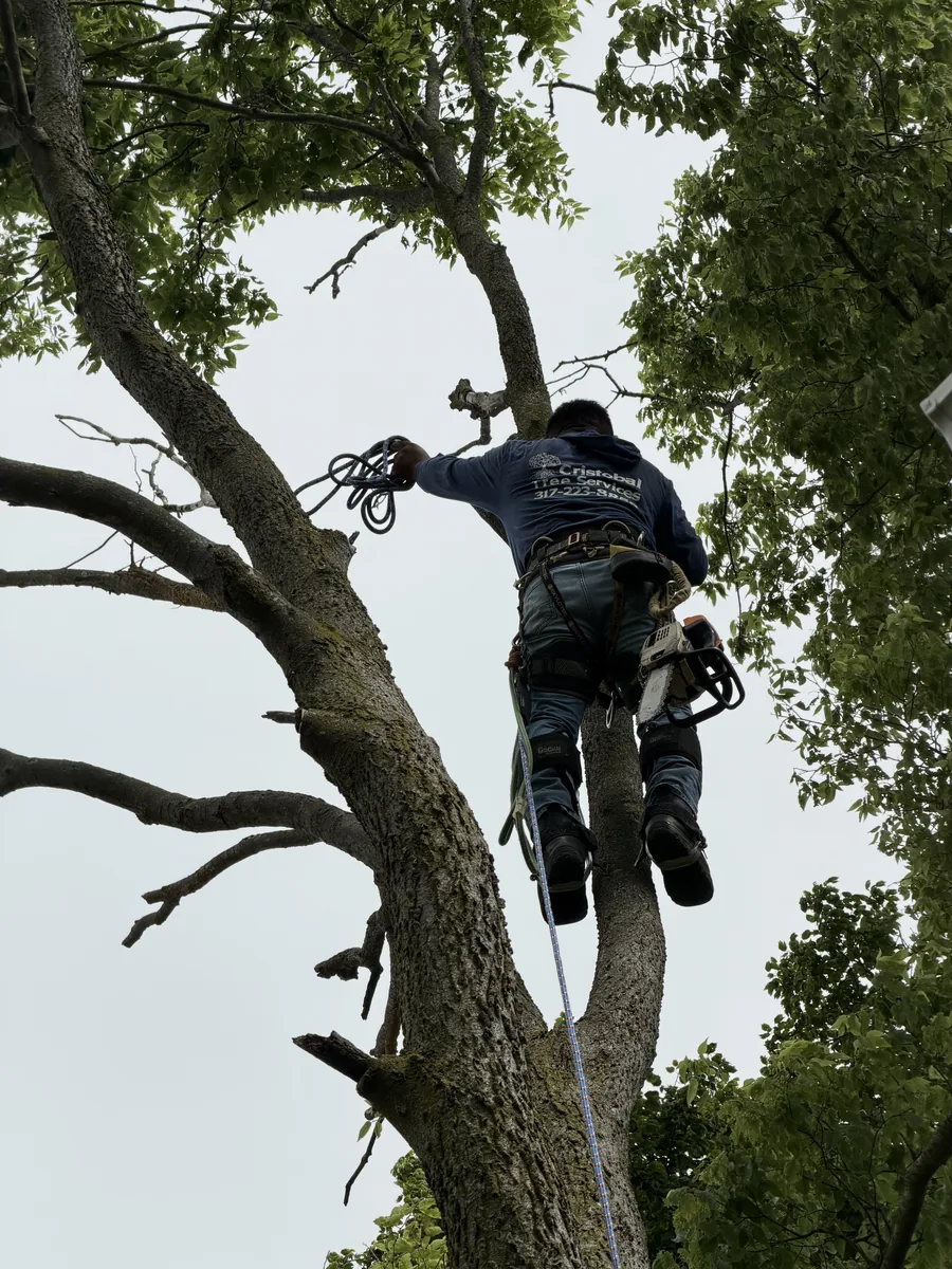 Pedro Cristobal, owner of Cristobal Tree Services, climbing high in a tree on a job in Central Indiana
