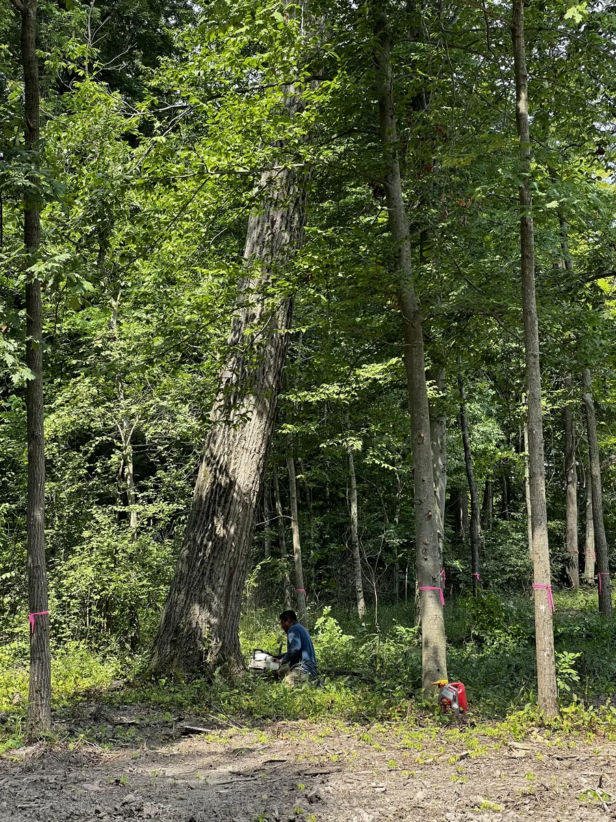 Large leaning storm-damaged tree in Central Indiana woods