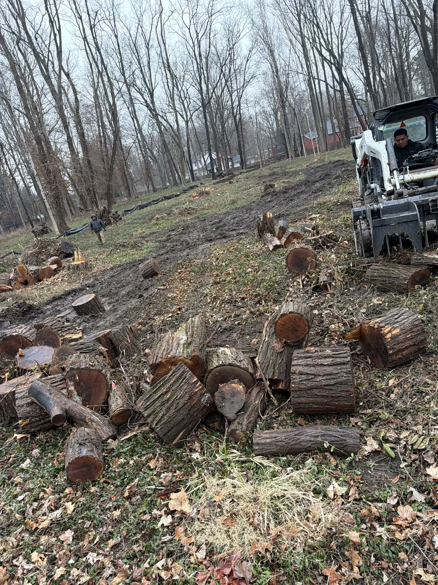 Cut tree sections and skid-steer cleanup after a tree removal