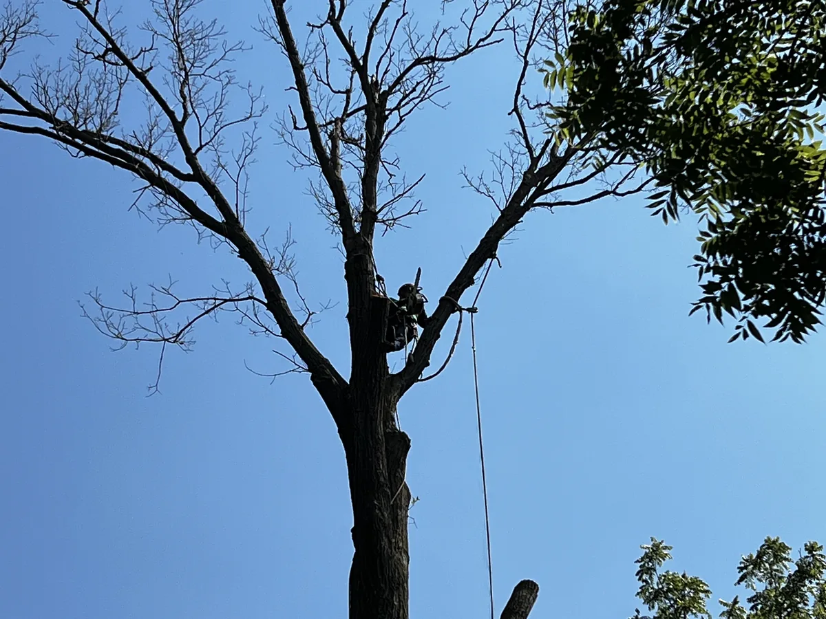 Cristobal Tree Services climber high in a tall tree during a removal near Indianapolis, Indiana