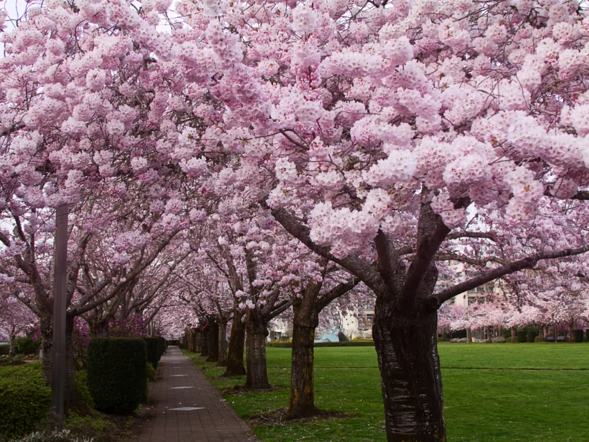 Beautifully pruned and shaped flowering trees lining a landscaped path