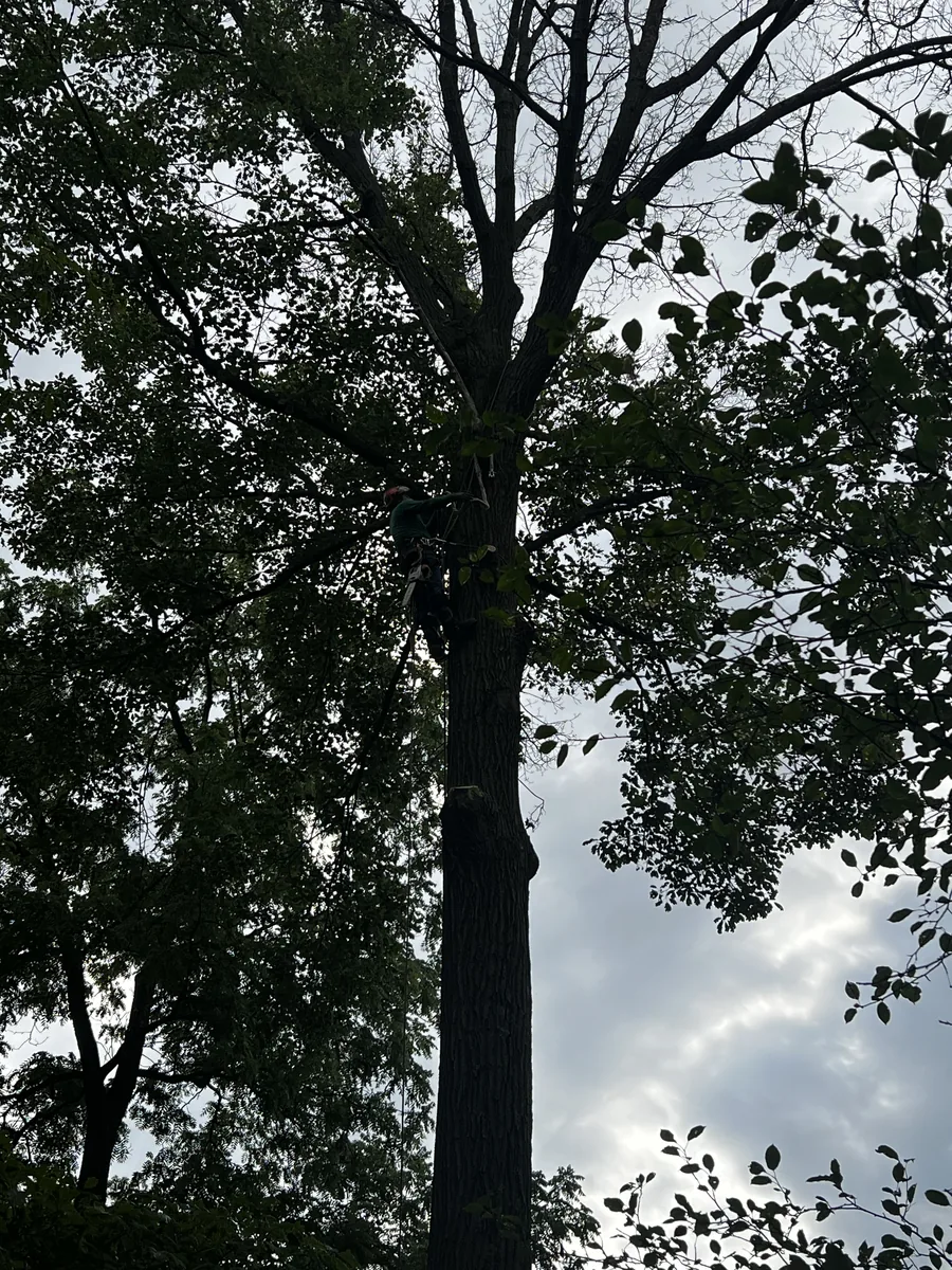 Climber pruning the crown of a tree in Central Indiana