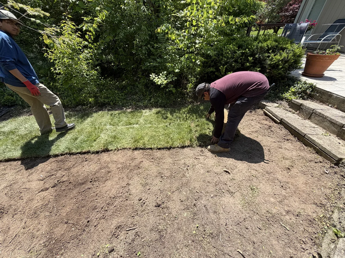 Cristobal Tree Services crew laying fresh sod and restoring a residential yard near Indianapolis